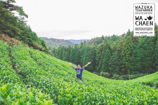 山形市フレーバー緑茶専門店フレーバーグリーンのフレーバー緑茶で使用している茶葉を生産している和茶園