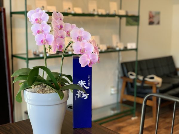 山形市宮町の花凛さんから頂いた胡蝶蘭│フレーバー緑茶専門店フレーバーグリーン